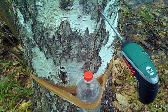 Apa perbedaan antara getah pohon birch dan air?
