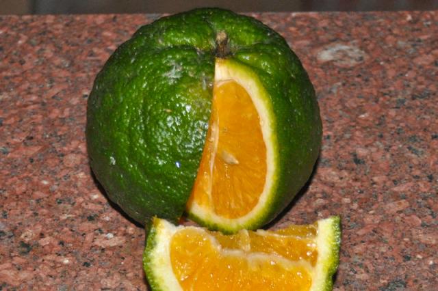 ส้มเขียวหวานอะไรอร่อยที่สุด?